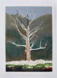Dead Tree (Winter). 2020